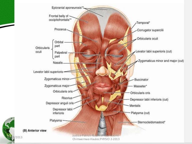 facial muscles and nerves Video clip xavier hollander sex